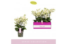 Phalaenopsis multiflora wit 4 tak