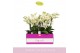 Phalaenopsis multiflora wit 4 tak 