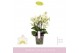 Phalaenopsis multiflora wit 4 tak 