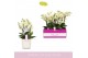 Phalaenopsis multiflora wit Bellissimo Bella in Lazio White 100 bl. 4  