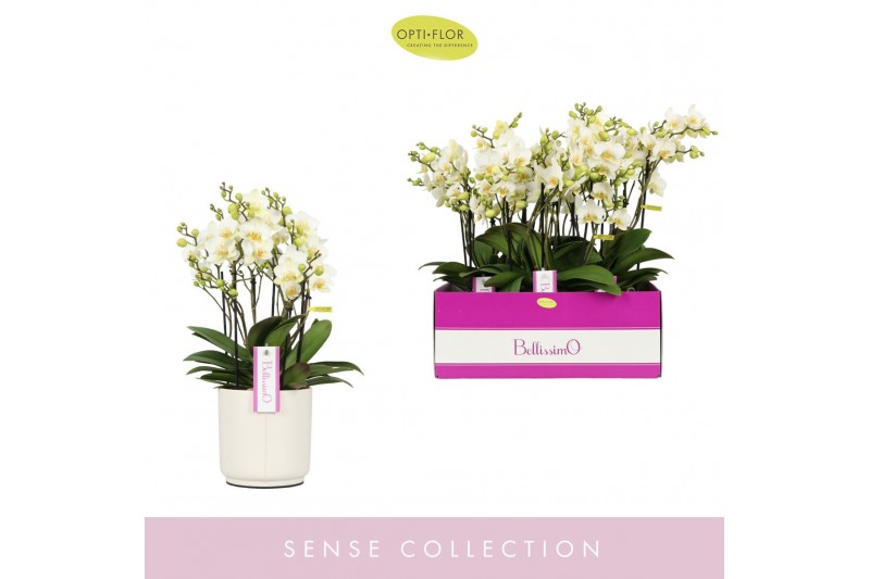 Phalaenopsis multiflora wit Bellissimo Bella in Lazio White 100 bl. 4  