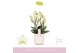 Phalaenopsis multiflora wit Bellissimo Bella in Lazio White 100 bl. 4  