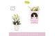 Phalaenopsis multiflora bellissimo bella wit 4 tak in wit umbrie aquo  