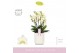 Phalaenopsis multiflora bellissimo bella wit 4 tak in wit umbrie aquo  