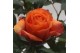 Rosa beau monde orange oranje 