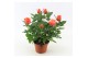 Rosa beau monde orange oranje 