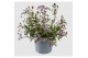 Verbena rigida Verbena Rigida, Polaris Sky Blue 