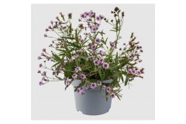 Verbena rigida Verbena Rigida, Polaris Sky Blue