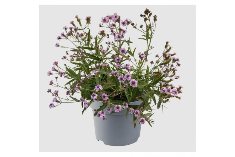 Verbena rigida Verbena Rigida, Polaris Sky Blue Verbena rigida Verbena Rigida, Polaris Sky Blue