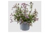 Verbena rigida Verbena Rigida, Polaris Sky Blue