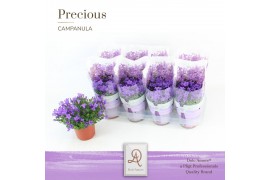 Campanula port. dark take dolcamore easy pack