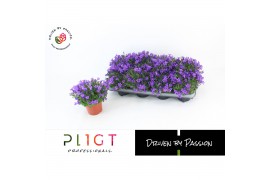 Campanula port. dark take
