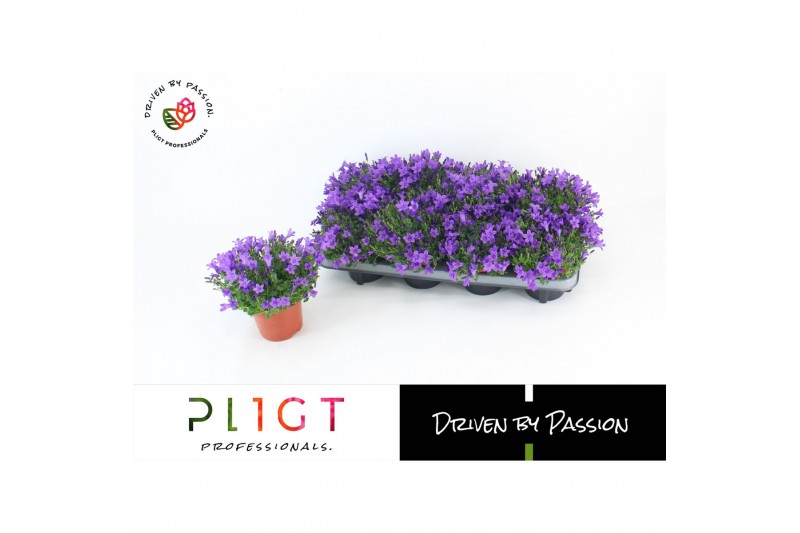 Campanula port. dark take 