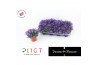 Campanula port. dark take