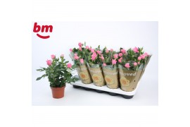 Rosa dark pink beau monde donker roze