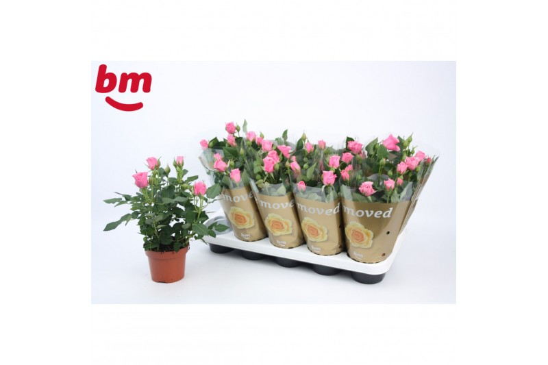 Rosa dark pink beau monde donker roze 