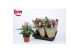 Rosa dark pink beau monde donker roze 
