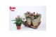 Rosa dark pink beau monde donker roze 