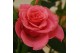 Rosa dark pink beau monde donker roze 