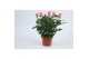 Rosa dark pink beau monde donker roze 