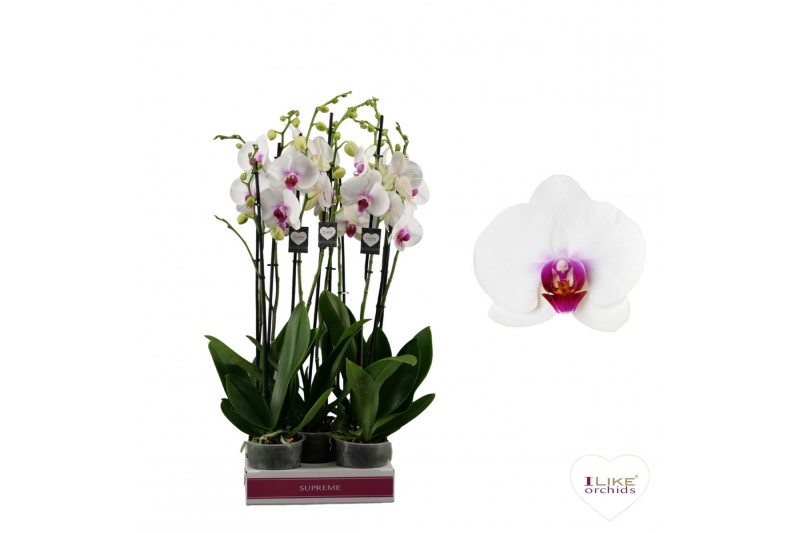 Phalaenopsis wit red lips Phalaenopsis Scarlion - 2 tak 60cm 14 bl. 2 Phalaenopsis wit red lips Phalaenopsis Scarlion - 2 tak 60cm 14 bl. 2