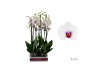 Phalaenopsis wit red lips Phalaenopsis Scarlion - 2 tak 60cm 14 bl. 2 