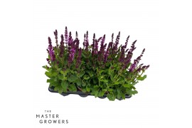 Salvia x sylvestris rose marvel