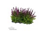 Salvia x sylvestris rose marvel