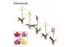 Phalaenopsis mix 1 tak, 9+ bloem - 75cm - Decorum 