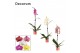 Phalaenopsis mix 1 tak, 9+ bloem - 75cm - Decorum 