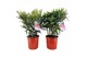 Nerium oleander 