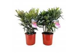 Nerium oleander