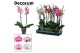 Phalaenopsis mix 2 tak, 18+ bloem - 70/75cm - Decorum 