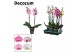 Phalaenopsis mix 2 tak, 18+ bloem - 70/75cm - Decorum 