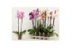 Phalaenopsis mix A2 - 2 tak, 12+ 
