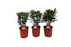 Nerium oleander