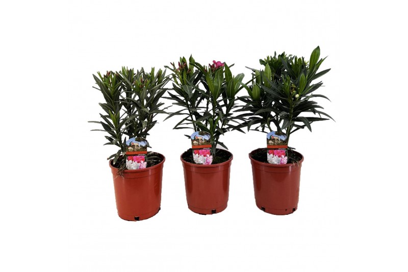 Nerium oleander 