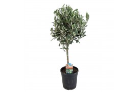 Olea europaea