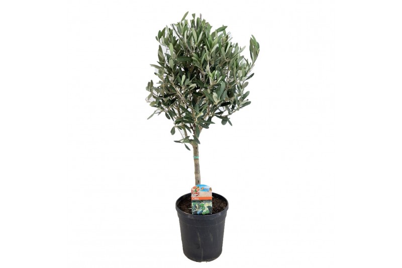 Olea europaea 