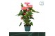 Anthurium andr. colorado 6 bloem 