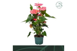 Anthurium andr. colorado 6 bloem