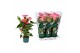 Anthurium andr. colorado 6 bloem 
