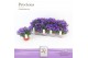 Campanula port. dark take 