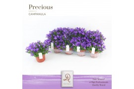 Campanula port. dark take