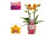 Phalaenopsis multiflora oranje Drops of the sun 2 tak Scenza 