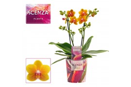Phalaenopsis multiflora oranje Drops of the sun 2 tak Scenza