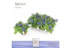 Exacum trinervium sapphire Blauw DolcAmore® 