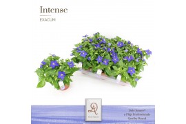Exacum trinervium sapphire Blauw DolcAmore®