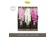 Phalaenopsis mix Formidablo Mix - 1 tak, 12+ bloem - Abruzzo Black Aqu 