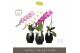 Phalaenopsis mix Formidablo Mix - 1 tak, 12+ bloem - Abruzzo Black Aqu 